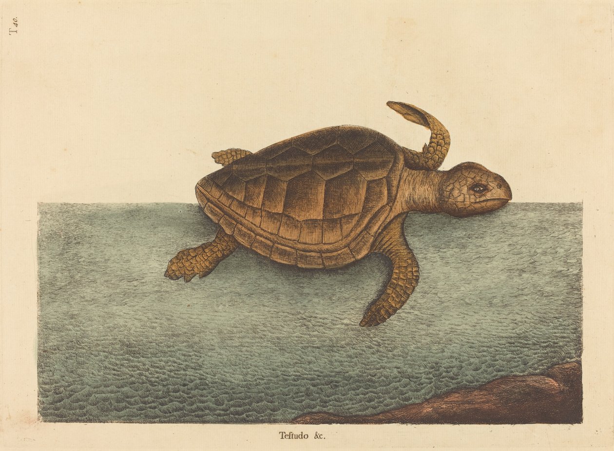 The Logger-head Turtle Testudo Cavanna ، تم نشره في 1731-1743. بواسطة مارك كاتيسبي