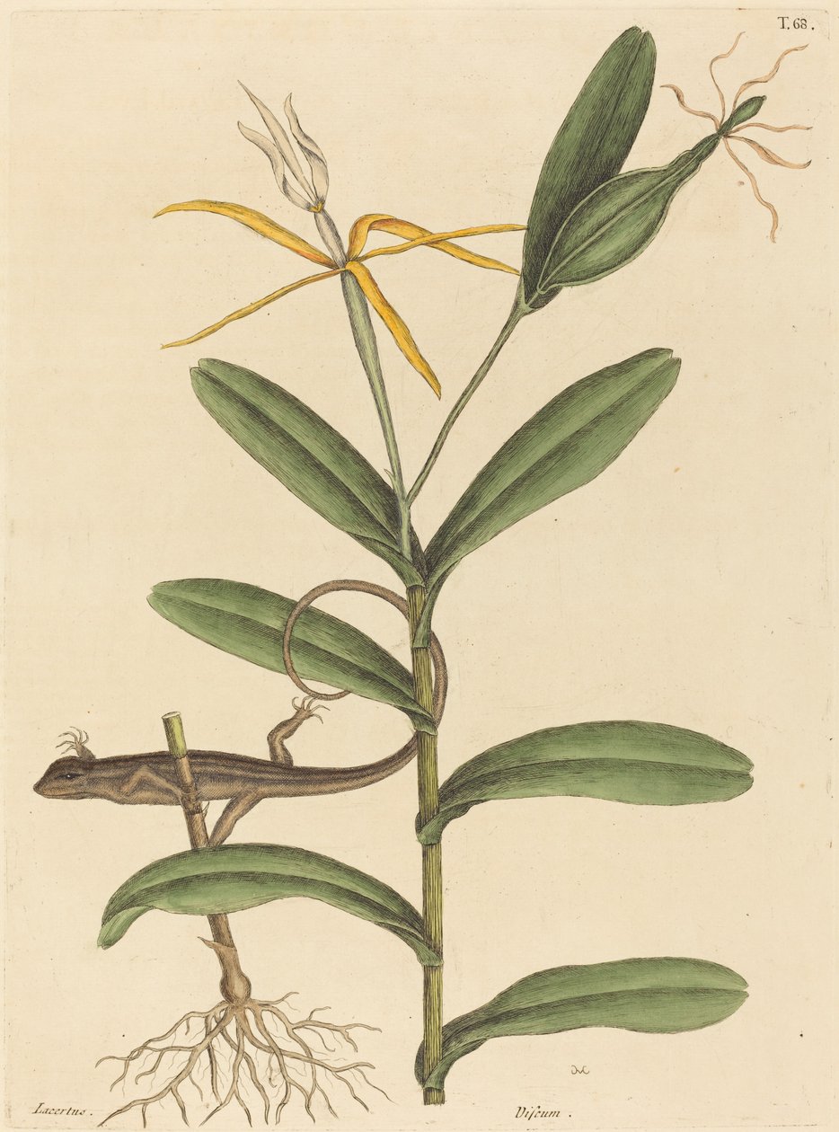 تم نشر The Lyon Lizard Lacerta 6-lineata ، 1731-1743. بواسطة مارك كاتيسبي