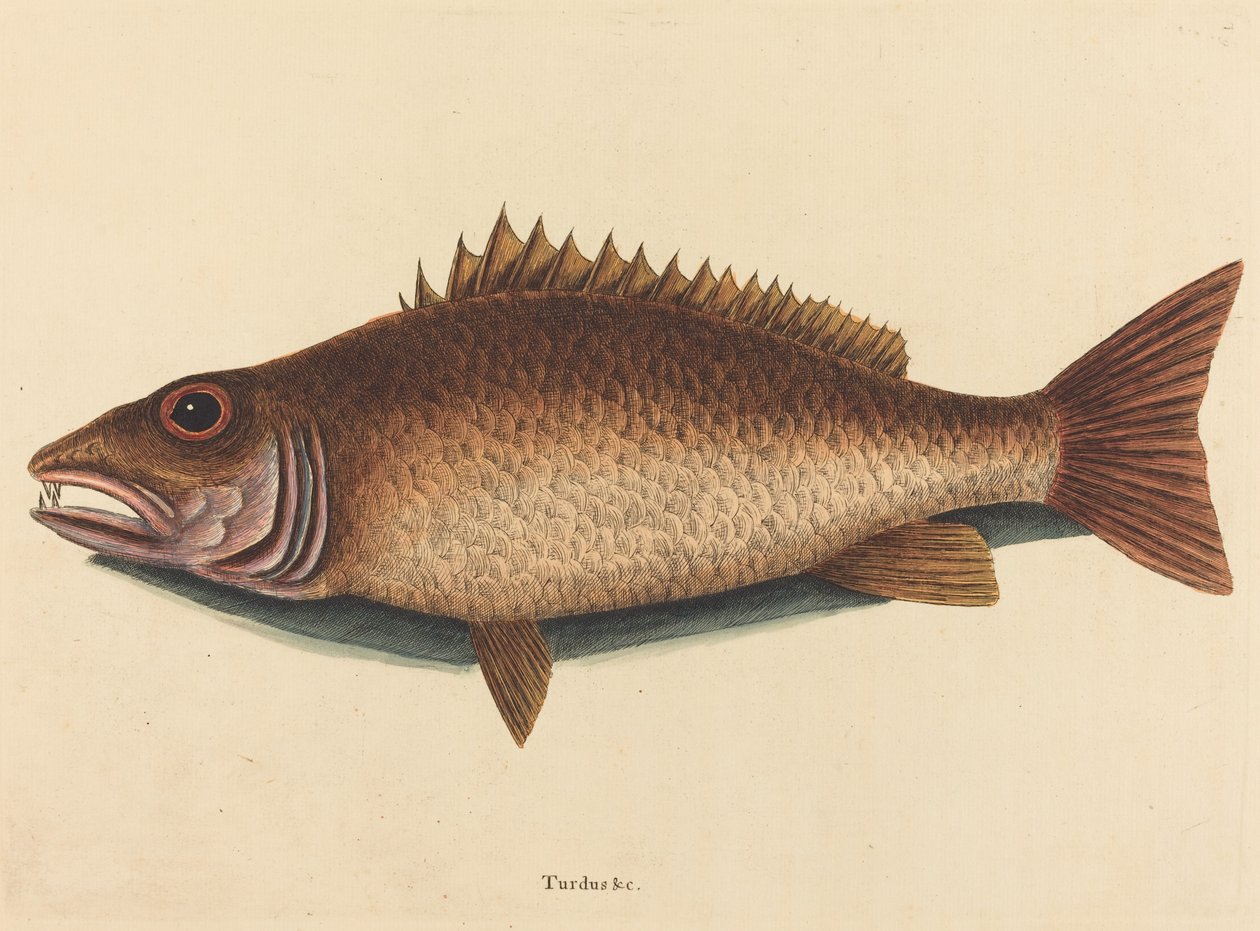 The Mangrove Snapper Labrus griseus ، نُشر عام 1754. بواسطة مارك كاتيسبي