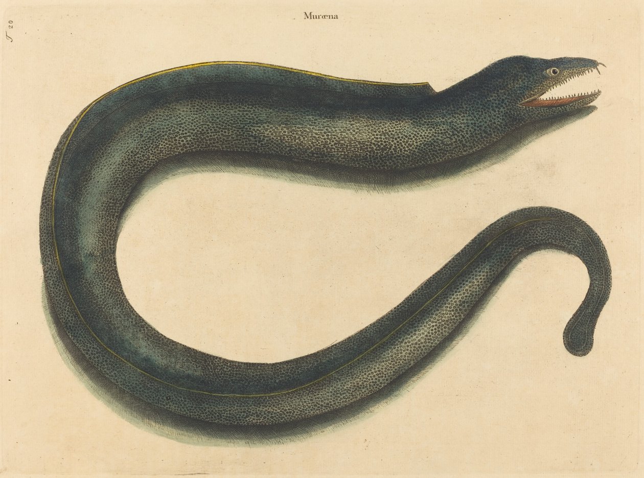 The Muray Muraena helena ، نُشر في 1731-1743. بواسطة مارك كاتيسبي