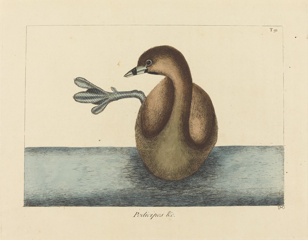 The Pied-billed Dobchick (Colymbus podiceps) بواسطة مارك كاتيسبي
