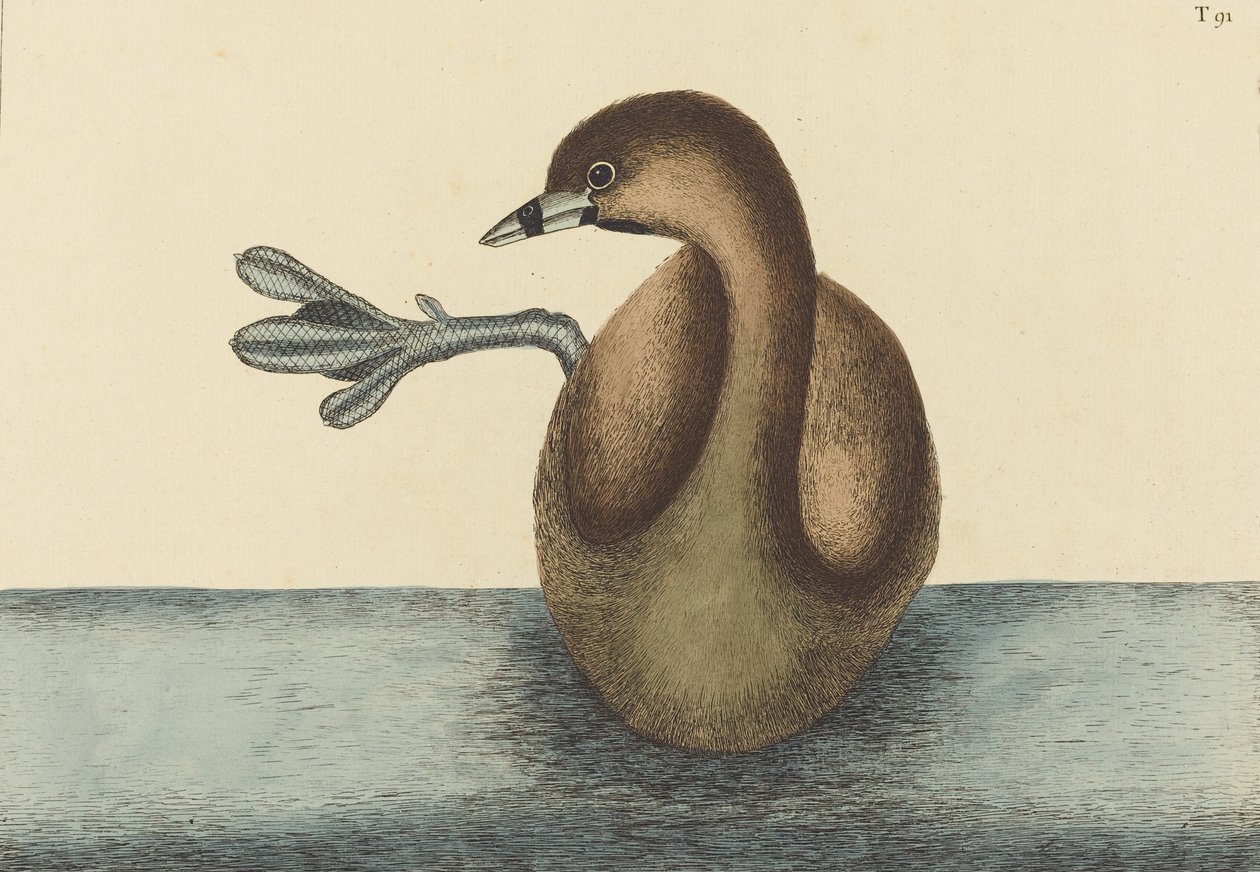 The Pied-billed Dobchick Colymbus podiceps ، التي نُشرت في 1731-1743. بواسطة مارك كاتيسبي