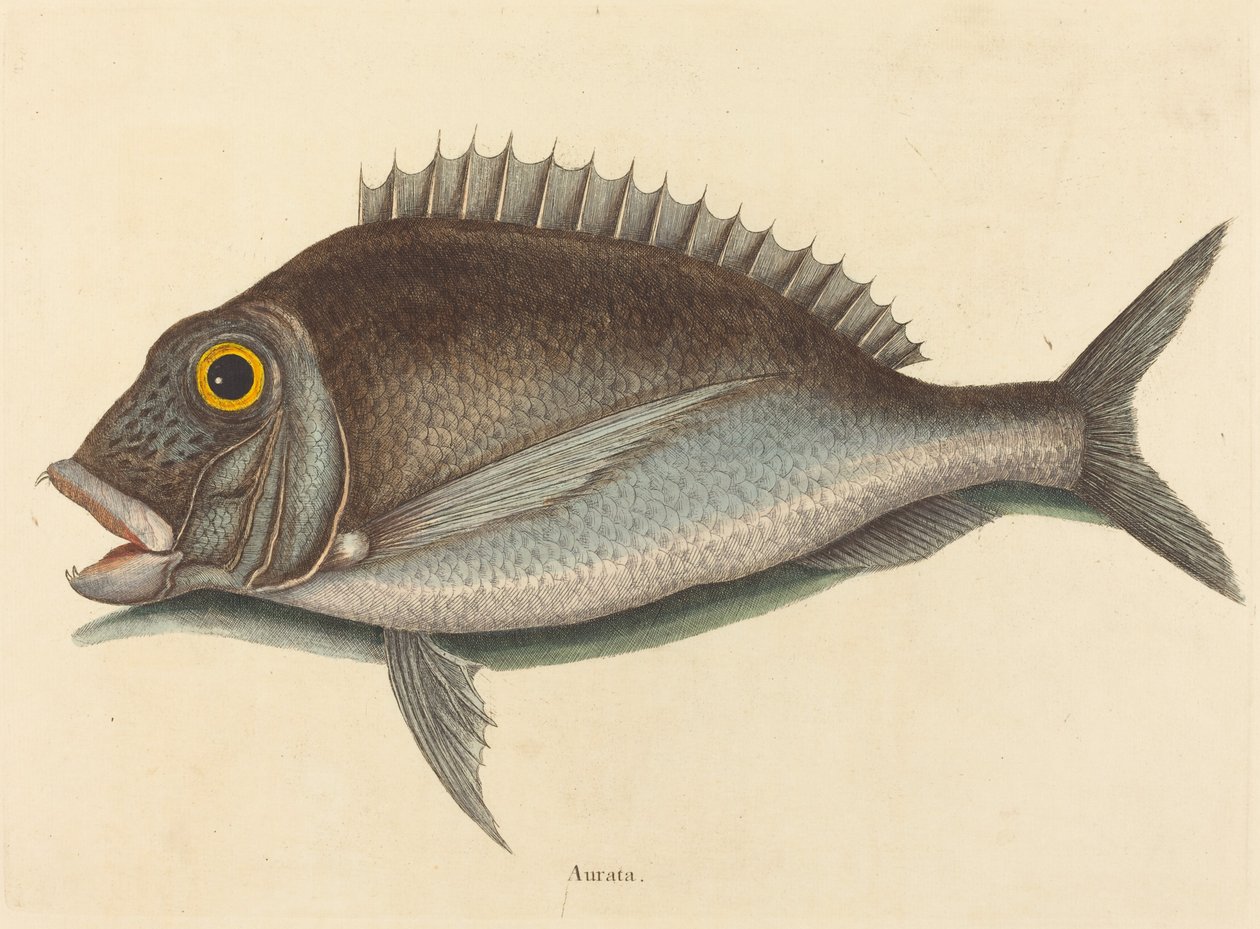 The Porgy (Sparus chrysops) بواسطة مارك كاتيسبي