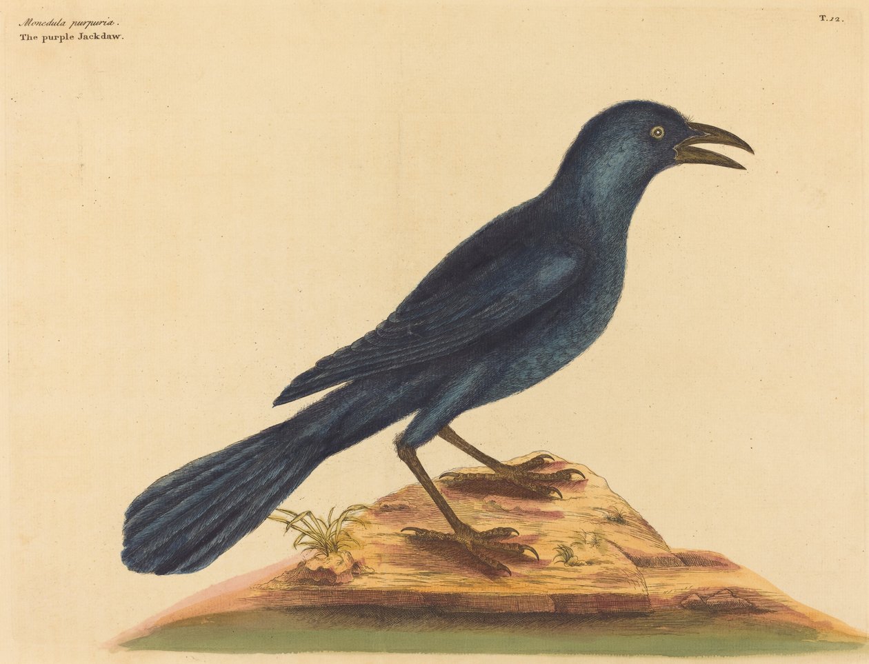 The Purple Jack Daw Gracula Quiscula ، نُشر في 1731-1743. بواسطة مارك كاتيسبي