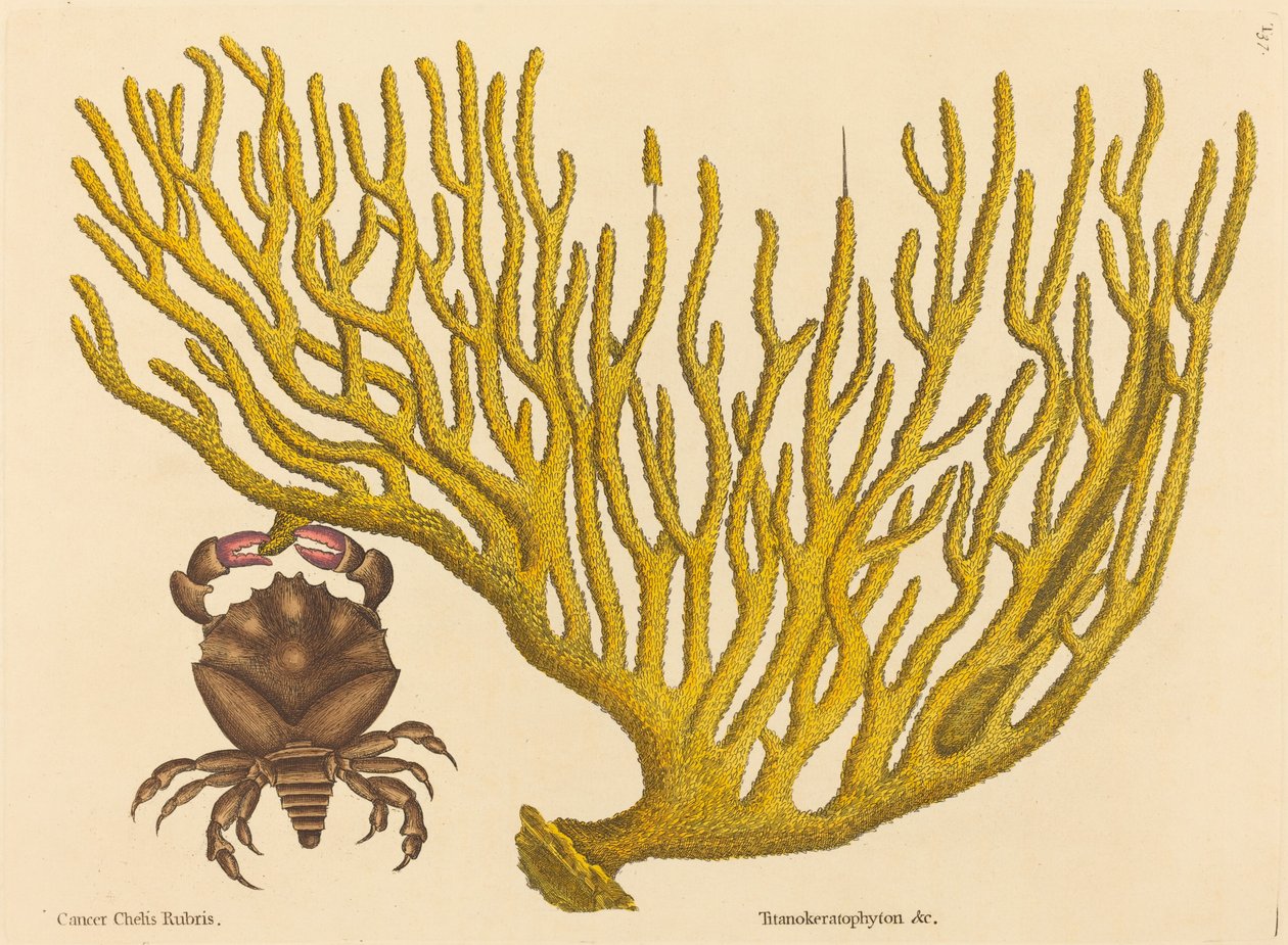 The Red Clawed Crab Cancer erythropus ، نُشر في 1731-1743. بواسطة مارك كاتيسبي