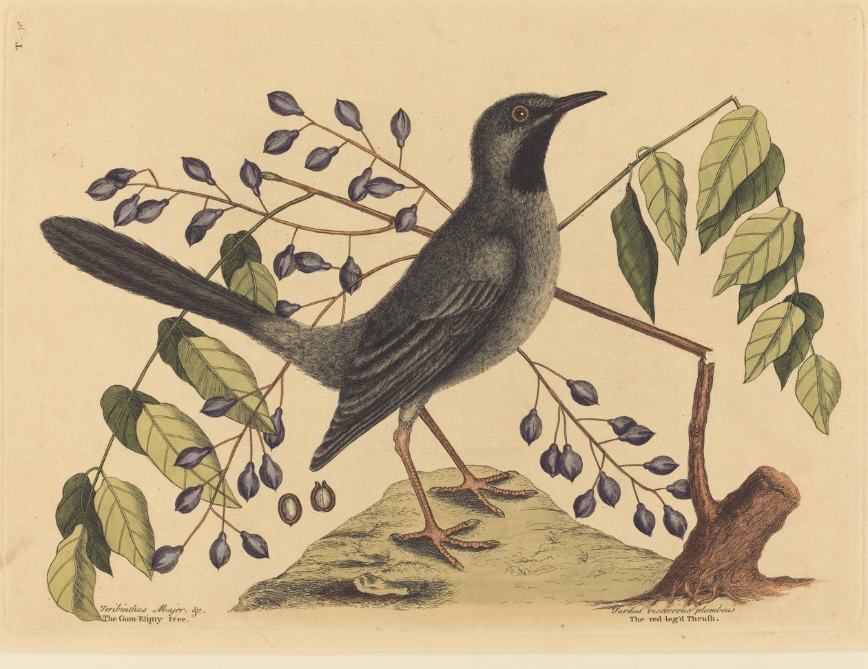 القلاع الأحمر (Turdus plumbeus) بواسطة مارك كاتيسبي