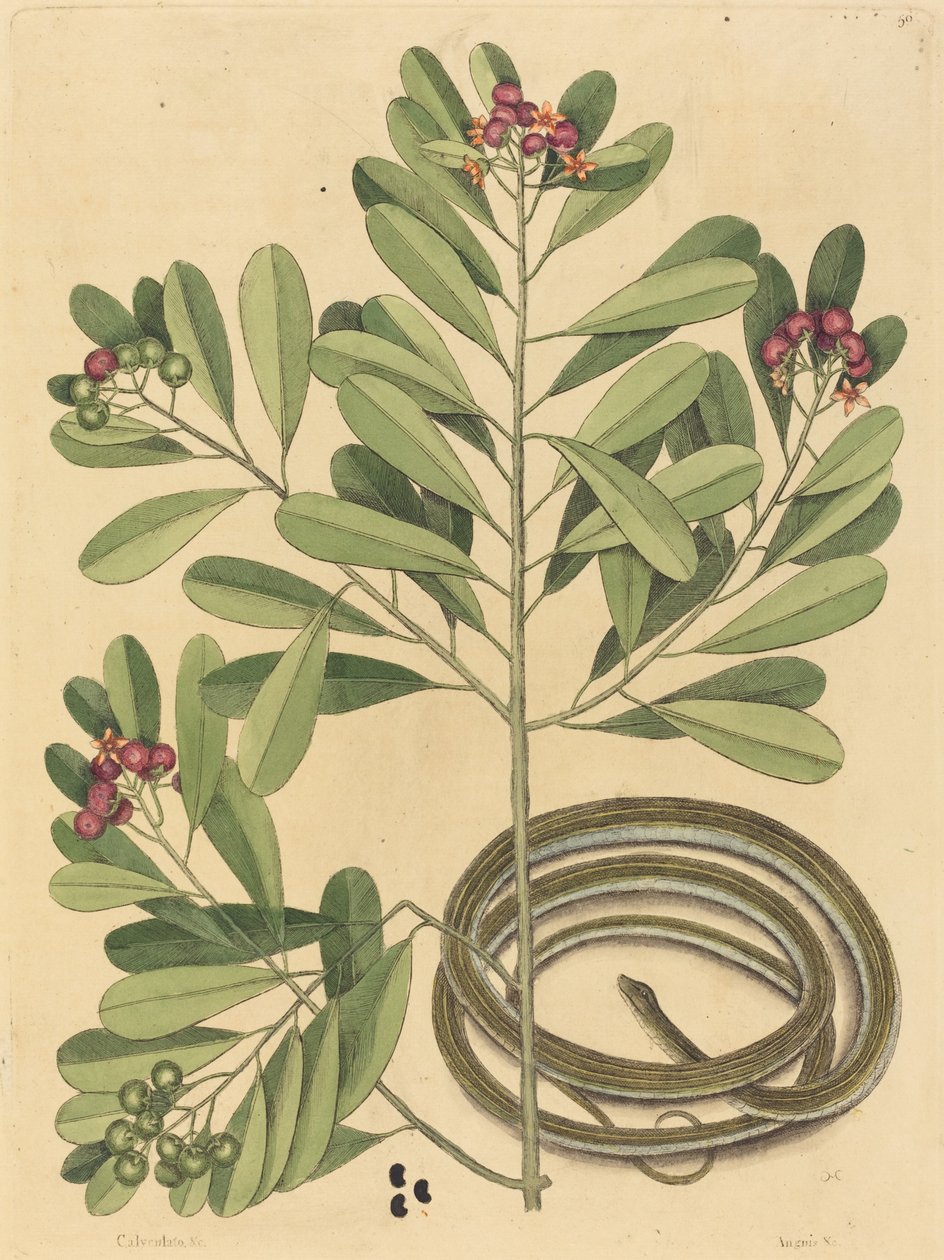 The Ribbon Snake Coluber saurita ، نُشر في 1731-1743. بواسطة مارك كاتيسبي