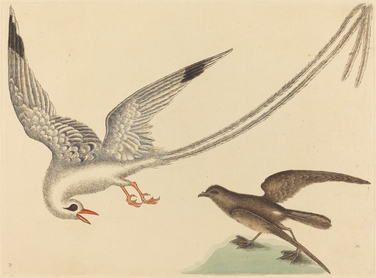 طائر الأرز Emberiza oryzivora ، نُشر في 1731-1743. بواسطة مارك كاتيسبي