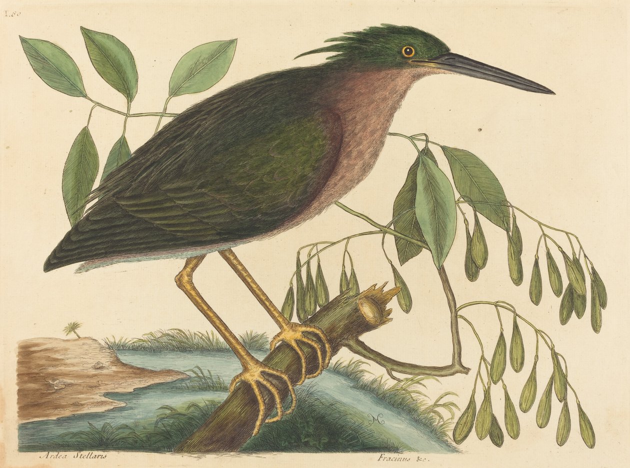 القار الصغير (Ardea virescens) بواسطة مارك كاتيسبي