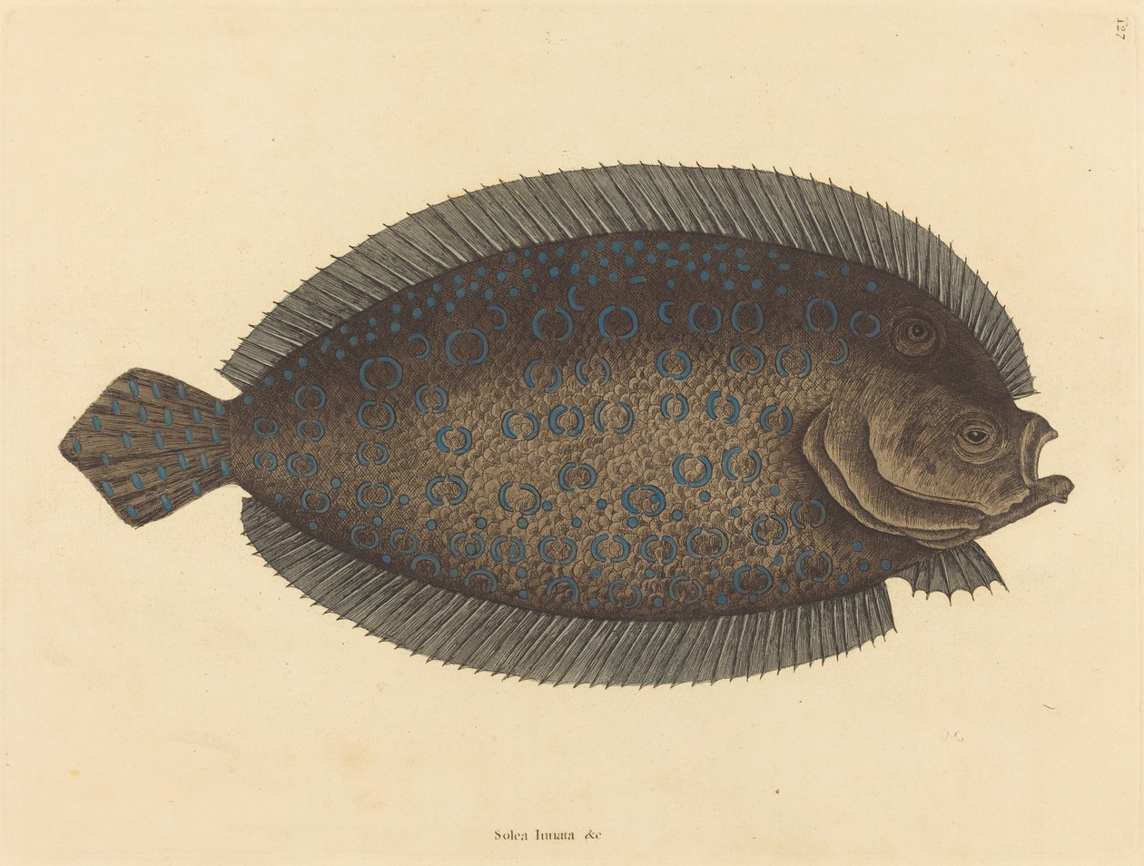الوحيد (Pleuronectes lunatus) بواسطة مارك كاتيسبي