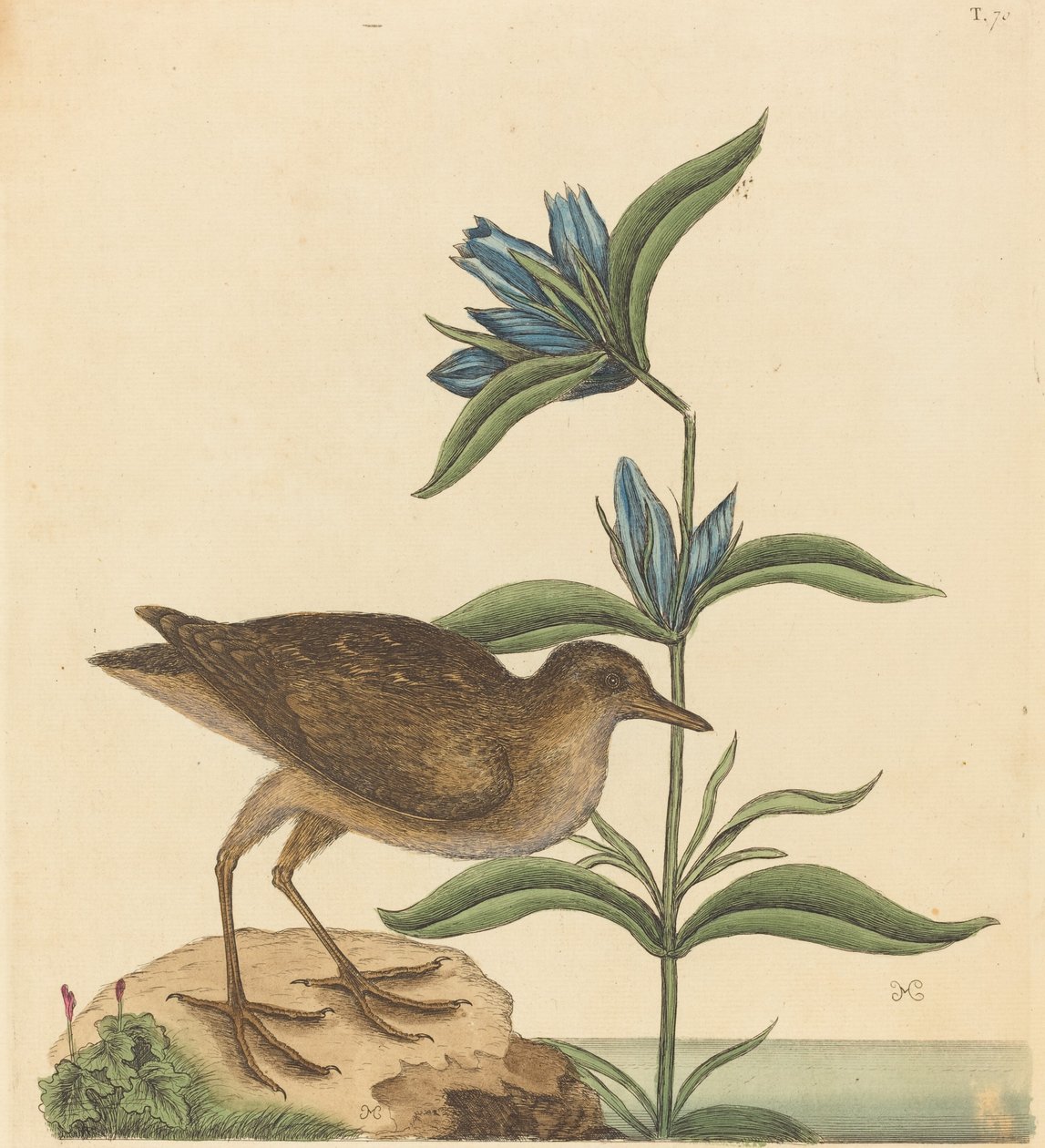 The Soree Rallus Virginianus ، نُشر في 1731-1743. بواسطة مارك كاتيسبي