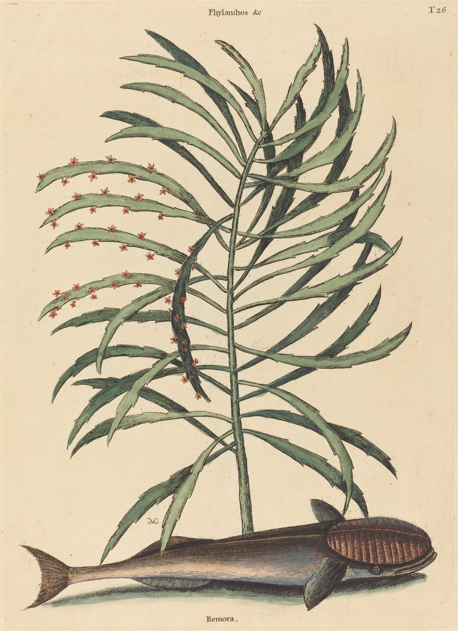 السمكة الماصة (Echeneis Naucratis) بواسطة مارك كاتيسبي