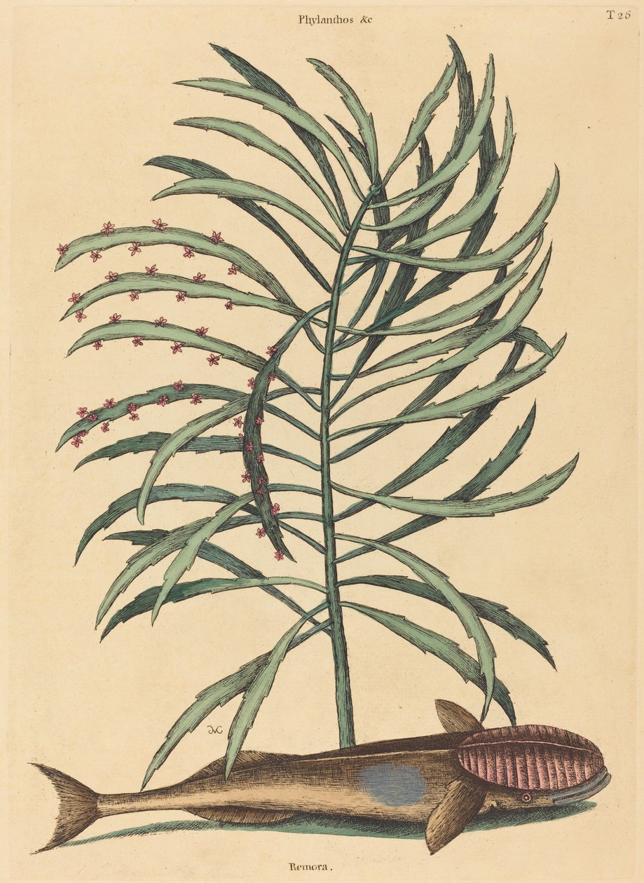 السمكة الماصة (Echeneis Naucratis) بواسطة مارك كاتيسبي