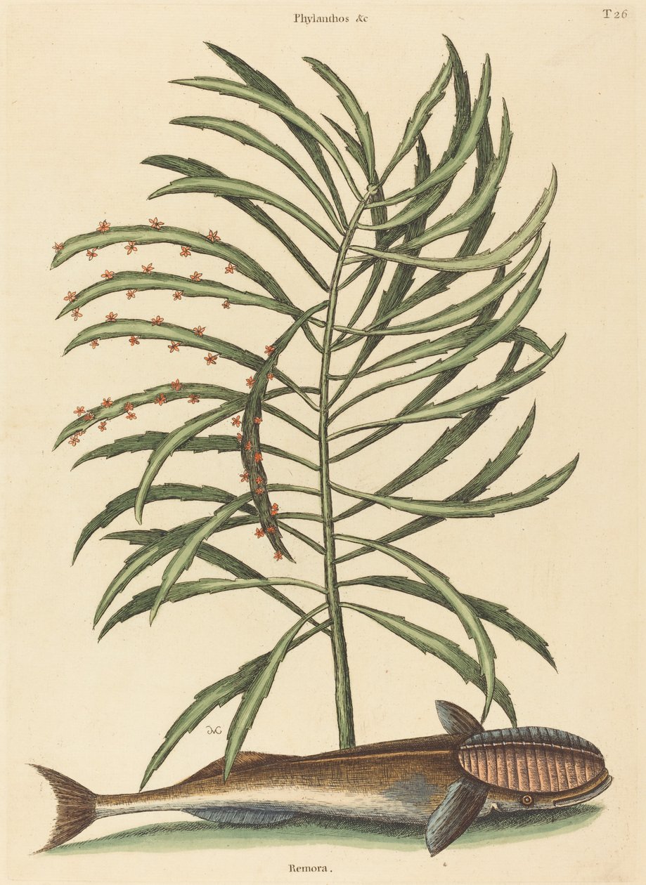 السمكة الماصة (Echeneis naucratis) بواسطة مارك كاتيسبي