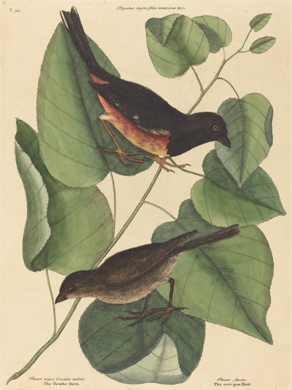 The Towhe Bird Fringilla erythrophthalma ، نُشر عام 1754. بواسطة مارك كاتيسبي