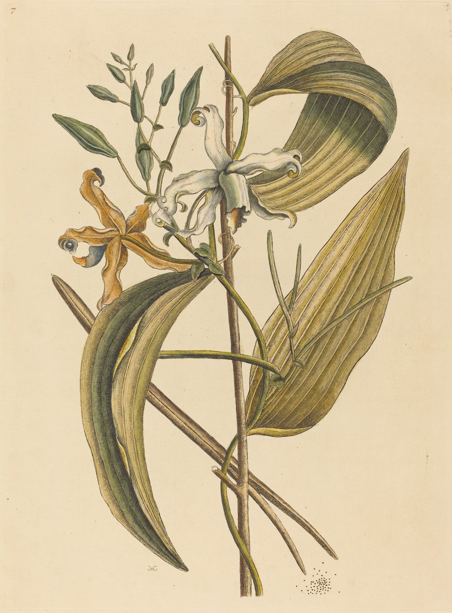 The Vanelloe Epidendrum Vanilla ، نُشر في 1731-1743. بواسطة مارك كاتيسبي
