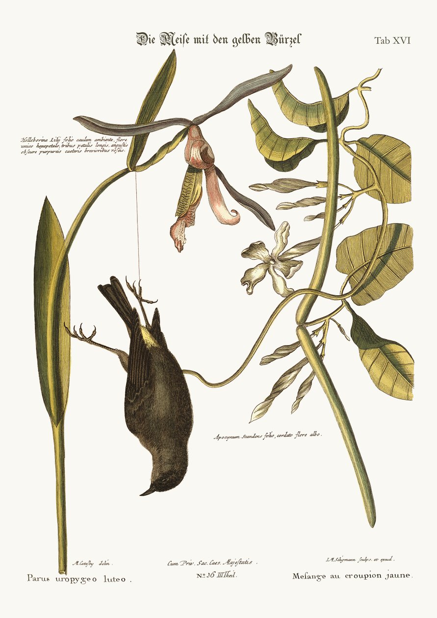 The Yellow-Rump ، 1749-73 بواسطة مارك كاتيسبي