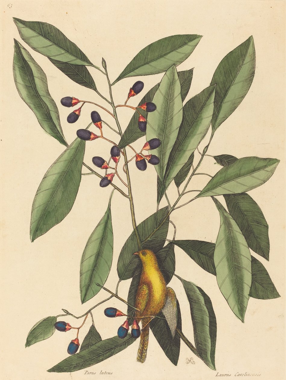 القرقف الأصفر (Motacilla trochilus) بواسطة مارك كاتيسبي