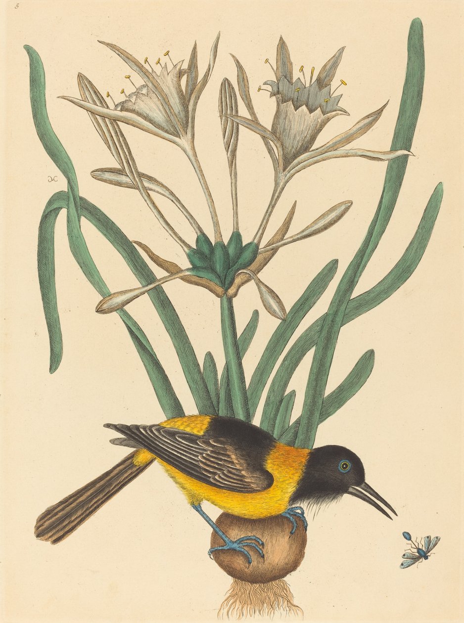 The Yellow and Black Pye Oriolus Icterus ، نُشر في 1731-1743. بواسطة مارك كاتيسبي