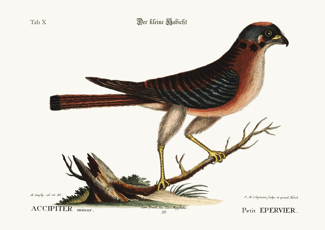 الصقر الصغير ، 1749-1773 بواسطة مارك كاتيسبي