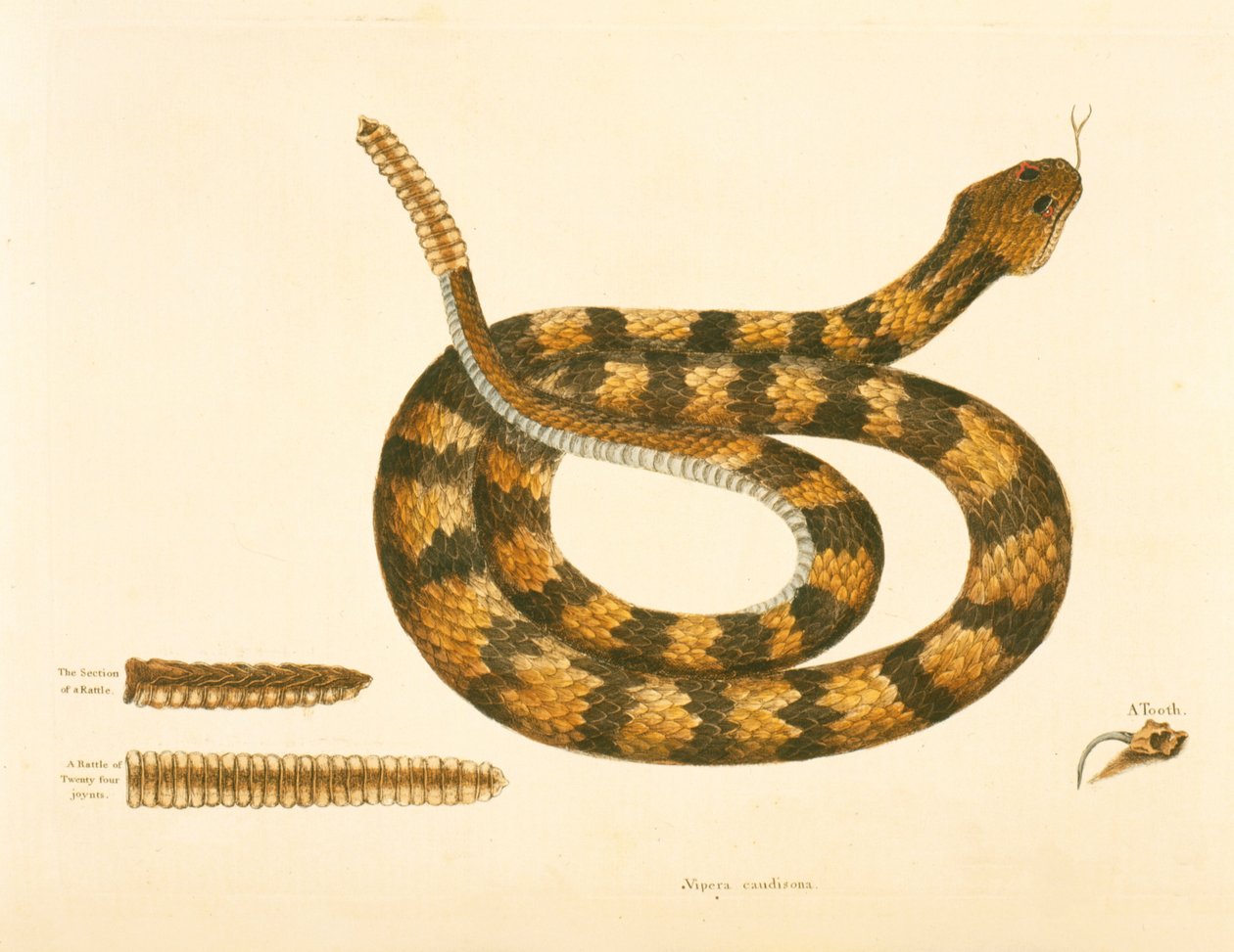 Viper Caudison Snake ، أفعى الجر ، لوحة 41 ، المجلد. 1 ، من "التاريخ الطبيعي لكارولينا وفلوريدا وجزر البهاما" بواسطة مارك كاتيسبي
