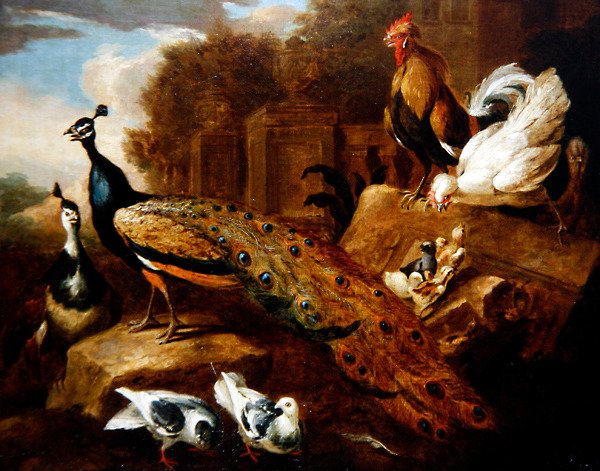 الطاووس والحمامات والطيور الأخرى ومبنى كلاسيكي (زيت على قماش) بواسطة Marmaduke (Attr. To) Cradock