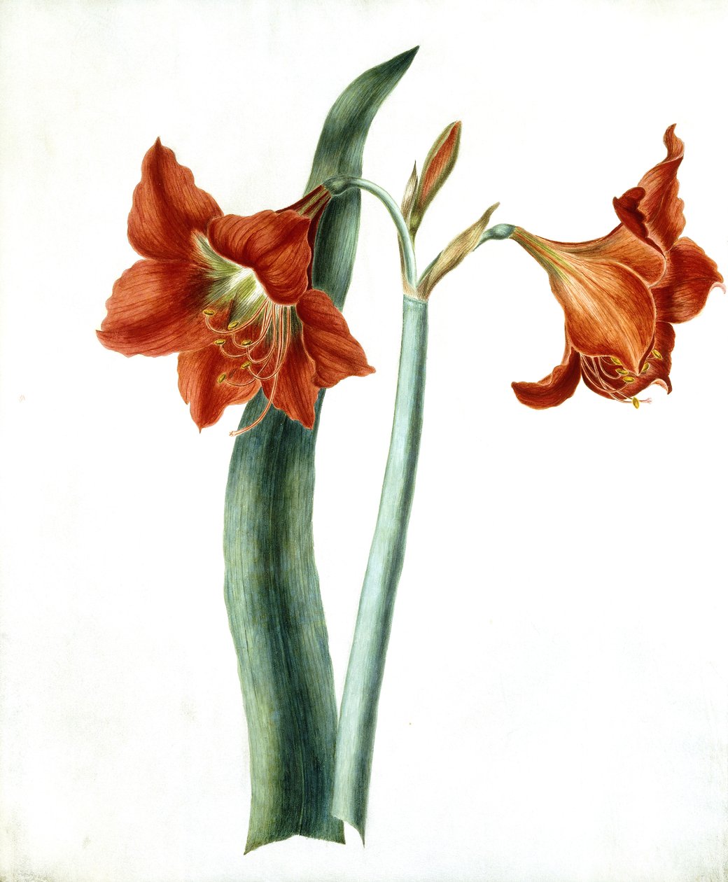 أماريليس ، ج .1790 بواسطة مارثا توثيل
