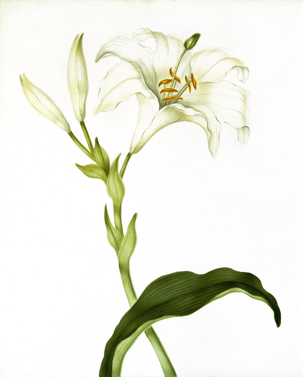 ليلى ، ج .1790 بواسطة مارثا توثيل