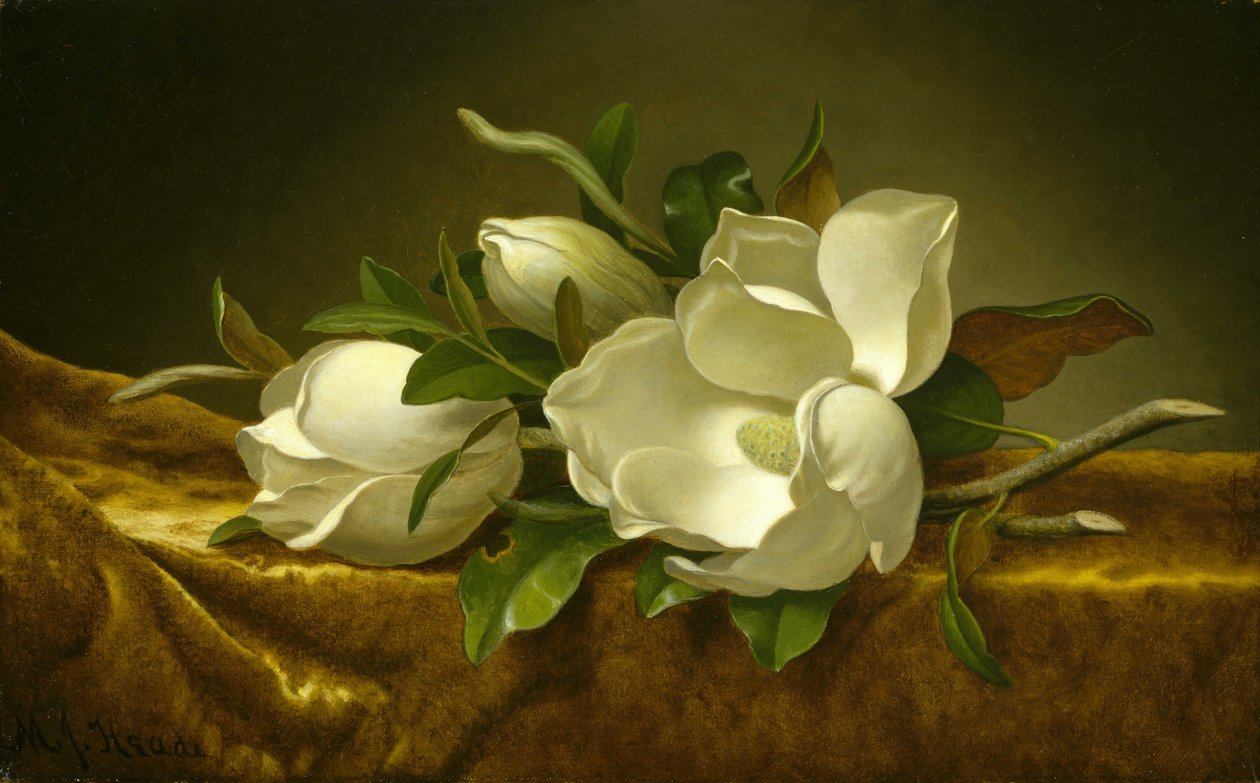 Magnolias على القماش المخملي الذهبي بواسطة مارتن جونسون هيد