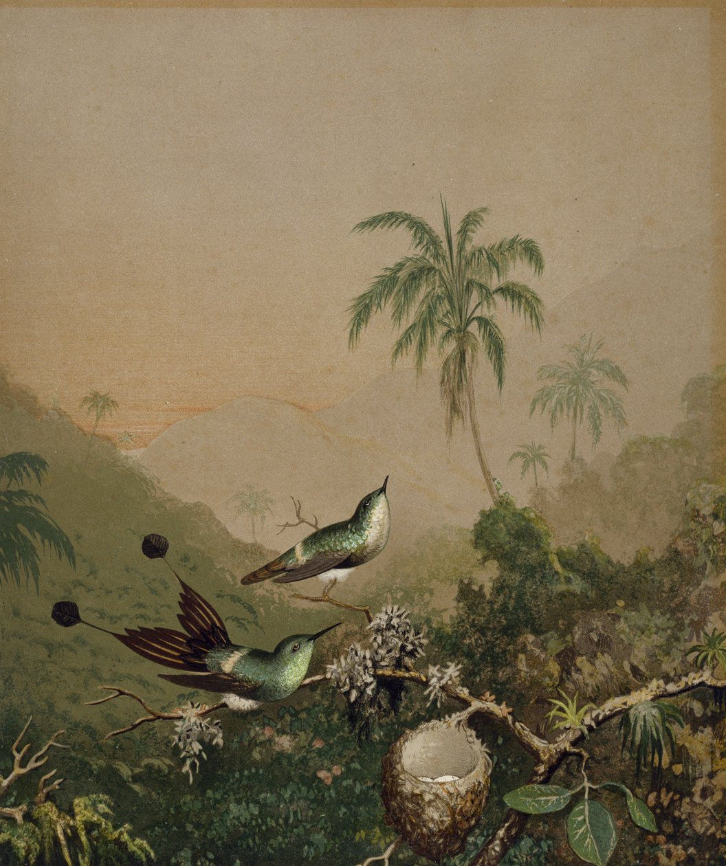 الطائر الطنان البرازيلي 2 ، ج. 1864-1865 (الطباعة الحجرية الملونة مع طلاء زيتي مطبوع يدويًا على الورق) بواسطة مارتن جونسون هيد