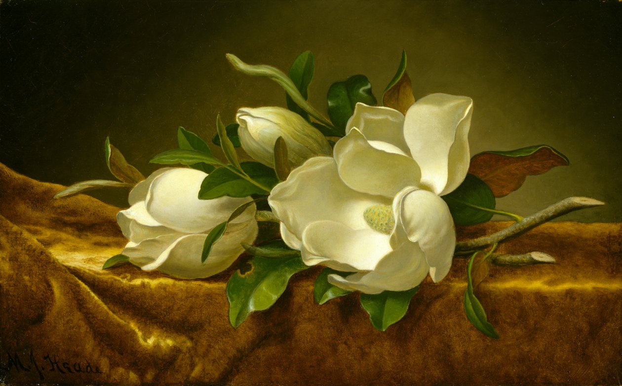 Magnolias on Gold Velvet Cloth ، حوالي 1888-90 (زيت على قماش) بواسطة مارتن جونسون هيد