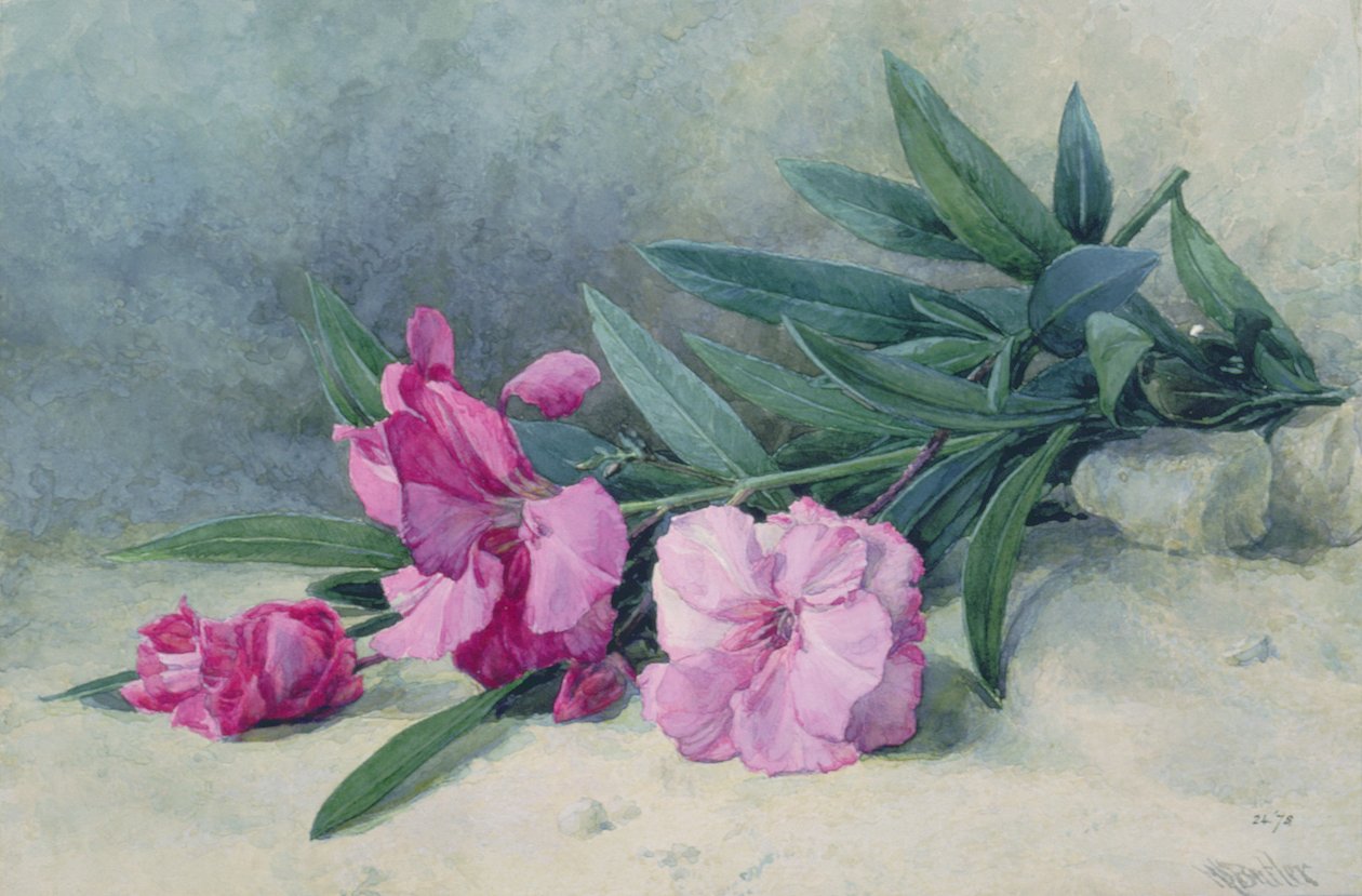 Oleander Blossom (ألوان مائية) بواسطة ماري إي بتلر