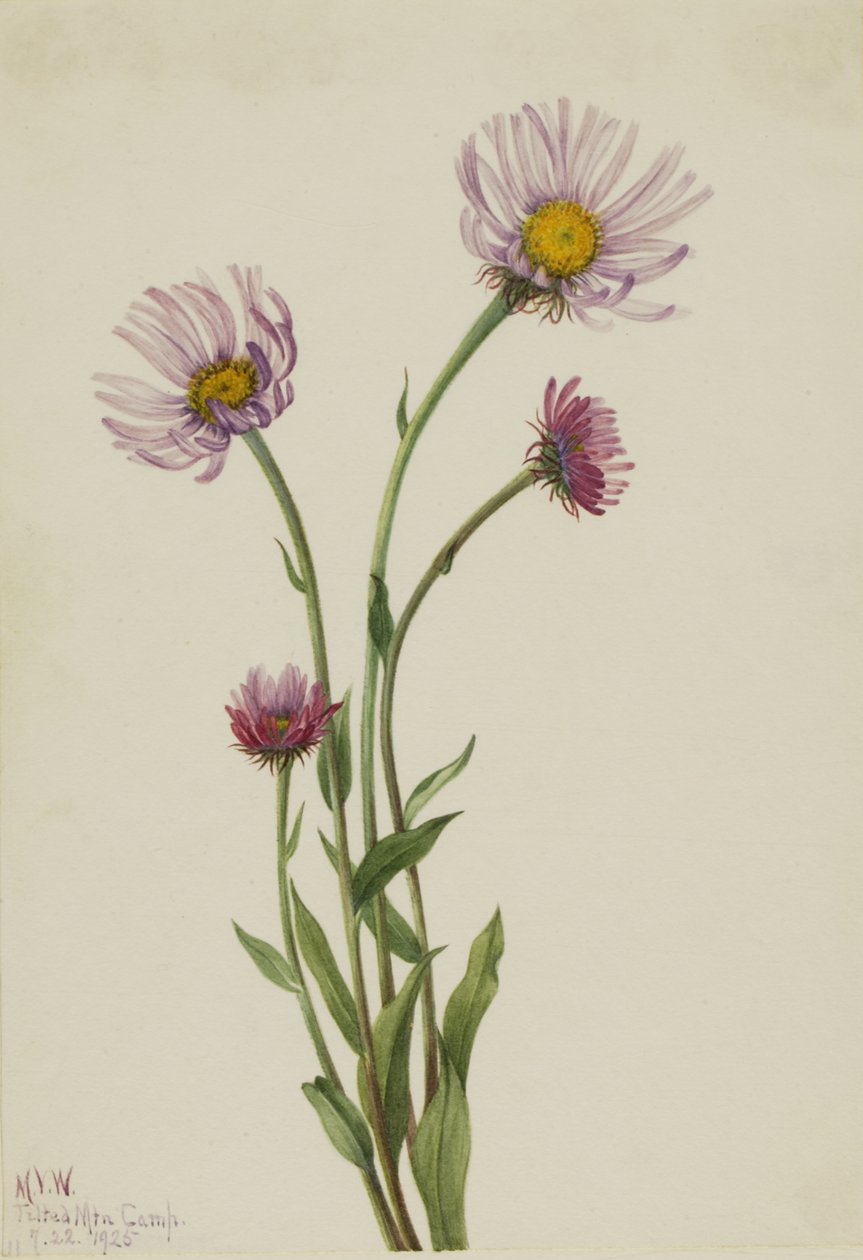 ألاسكا فليباني Erigeron salsuginosus ، 1925 بواسطة ماري فو والكوت