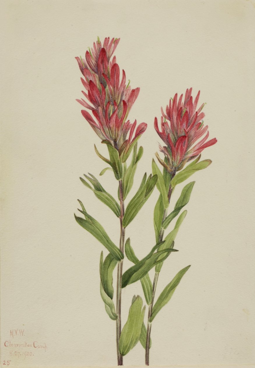 ألبرتا Paintbrush Catilleja miniata ، 1920. بواسطة ماري فو والكوت