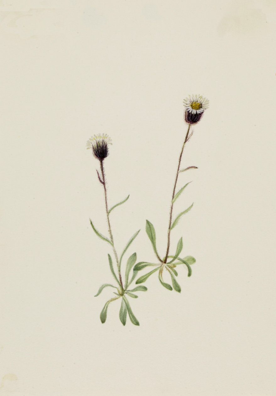 ألوتيان فليباني Erigeron unalaschensis ، nd بواسطة ماري فو والكوت