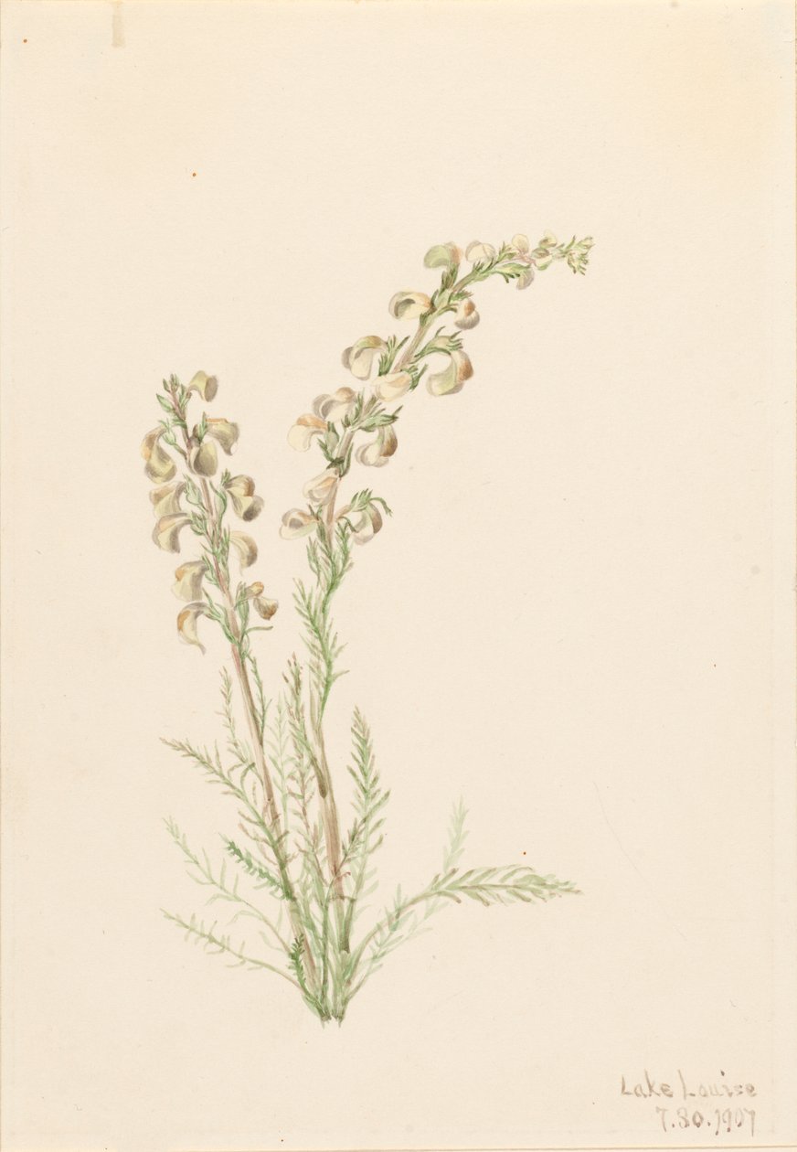 جبال الألب Fernlife Pedicularis contorta ، 1907. بواسطة ماري فو والكوت