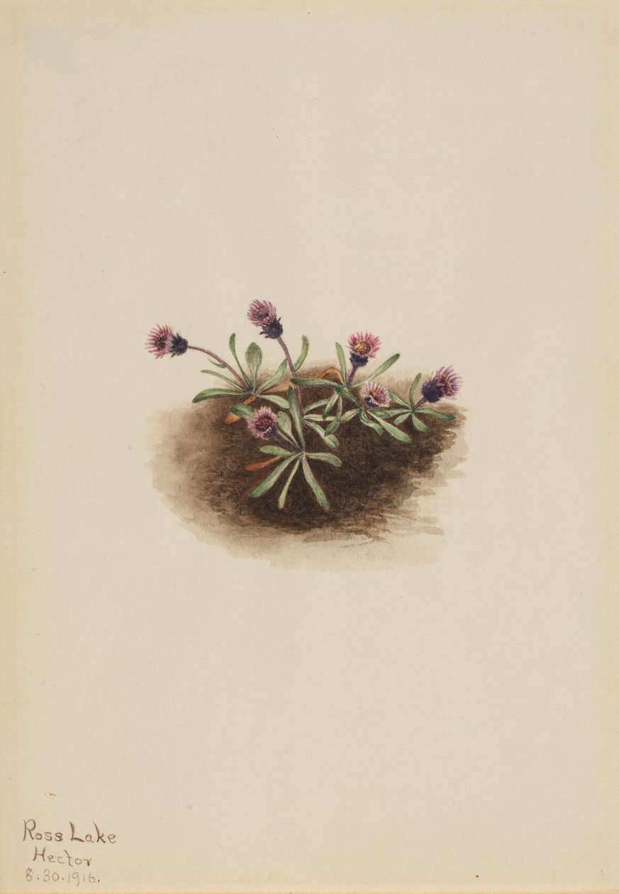 جبال الألب Fleabane Erigeron unalaschcensis ، 1916. بواسطة ماري فو والكوت