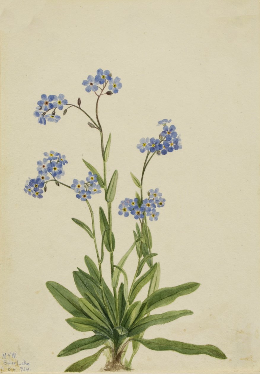 Alpine Forget-me-not Myosotis alpestris ، 1924. بواسطة ماري فو والكوت