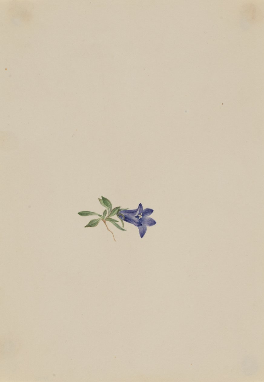 Alpine Harebell Campanula lasiocarpa ، nd بواسطة ماري فو والكوت