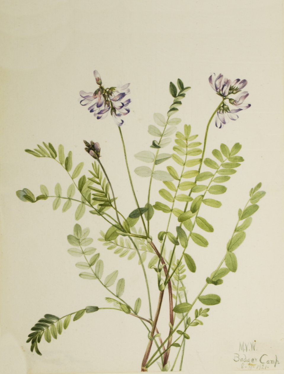 Alpine Milkvetch Astragalus alpinus ، 1921. بواسطة ماري فو والكوت