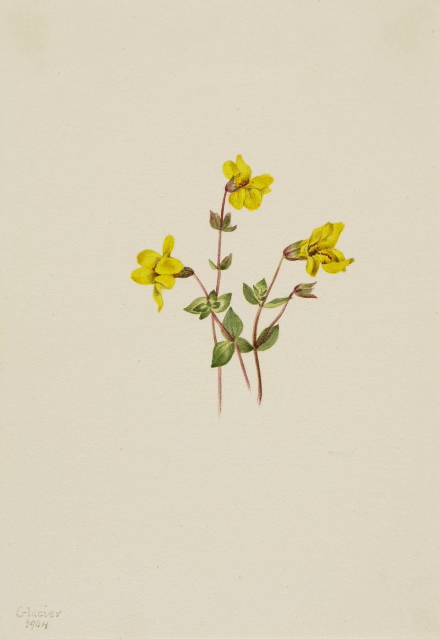 زهرة قرد جبال الألب Mimulus caespitosus ، 1904. بواسطة ماري فو والكوت