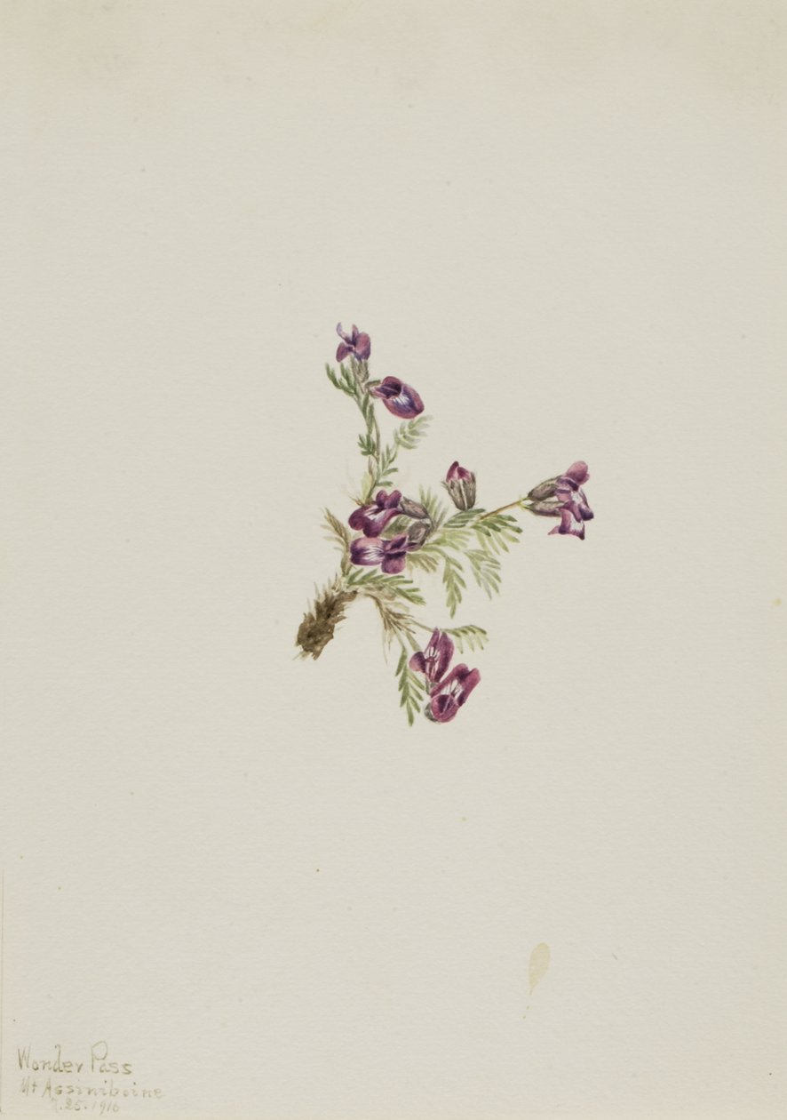 Alpine Pointvetch Oxytropis podocarpa ، 1916. بواسطة ماري فو والكوت