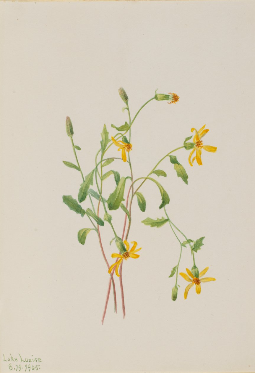 أنواع جبال الألب Ragwort Senecio ، 1905. بواسطة ماري فو والكوت