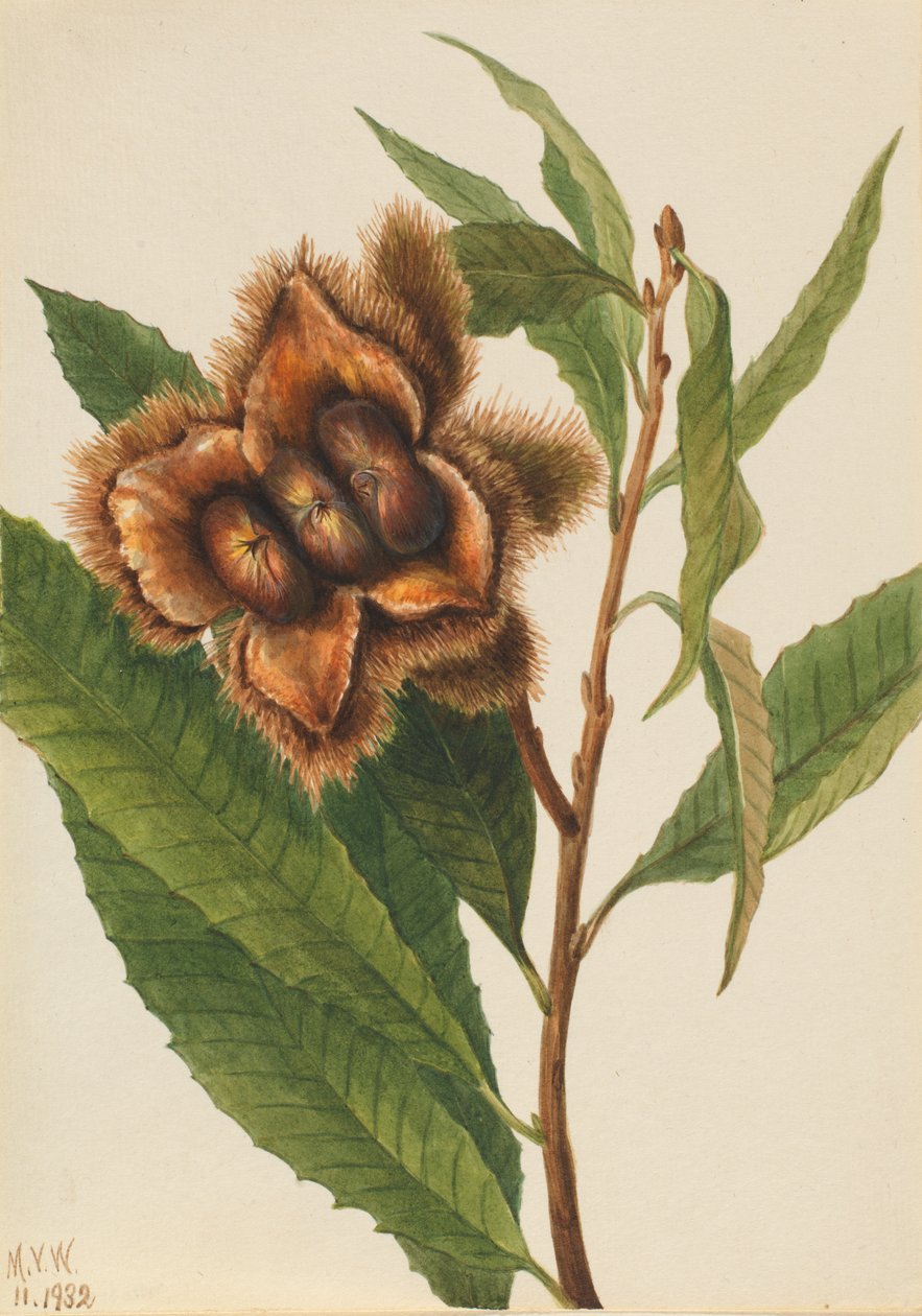 الكستناء الأمريكي Castanea dentata ، 1932. بواسطة ماري فو والكوت