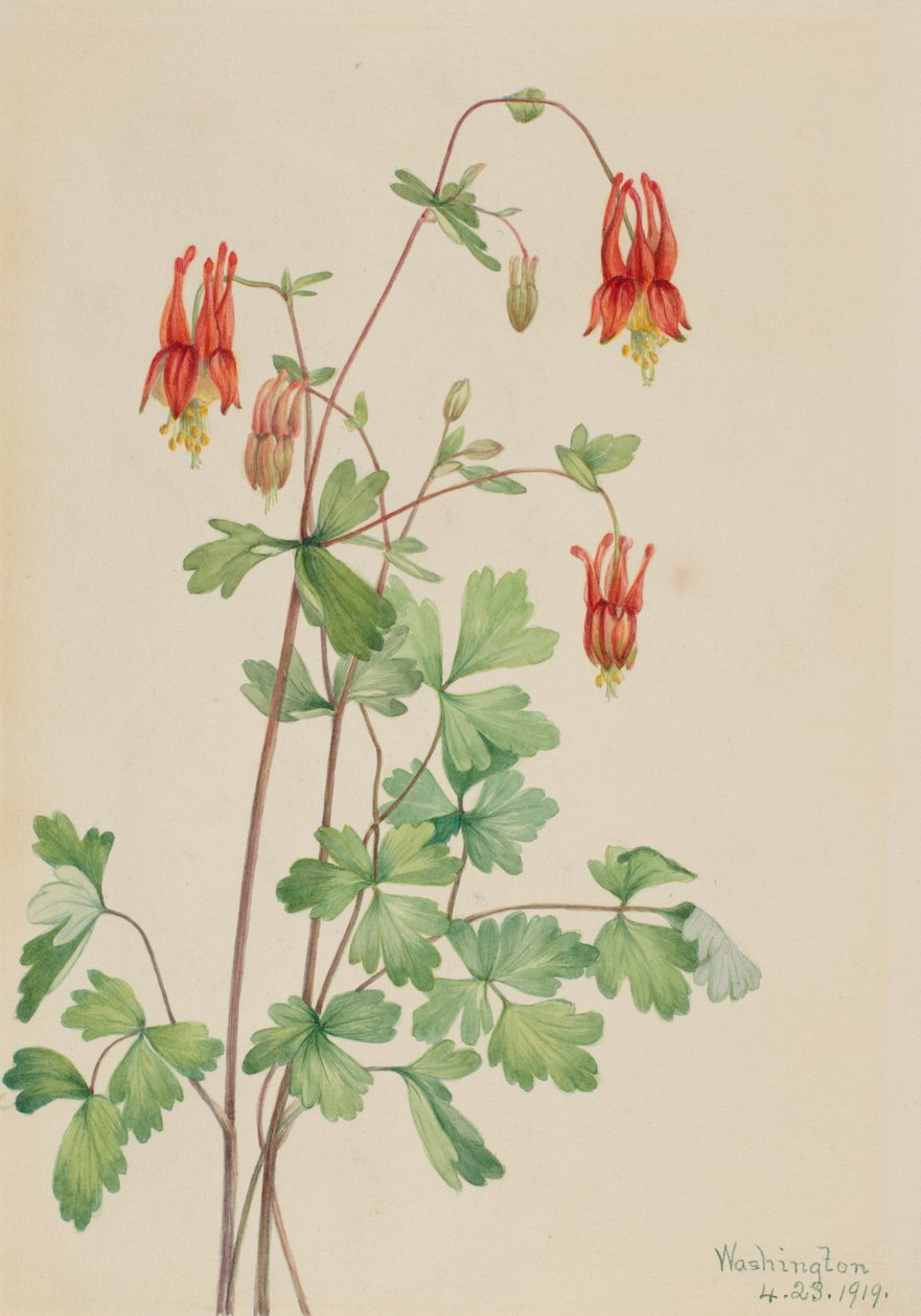 American Columbine Aquilegia canadensis ، 1919. بواسطة ماري فو والكوت