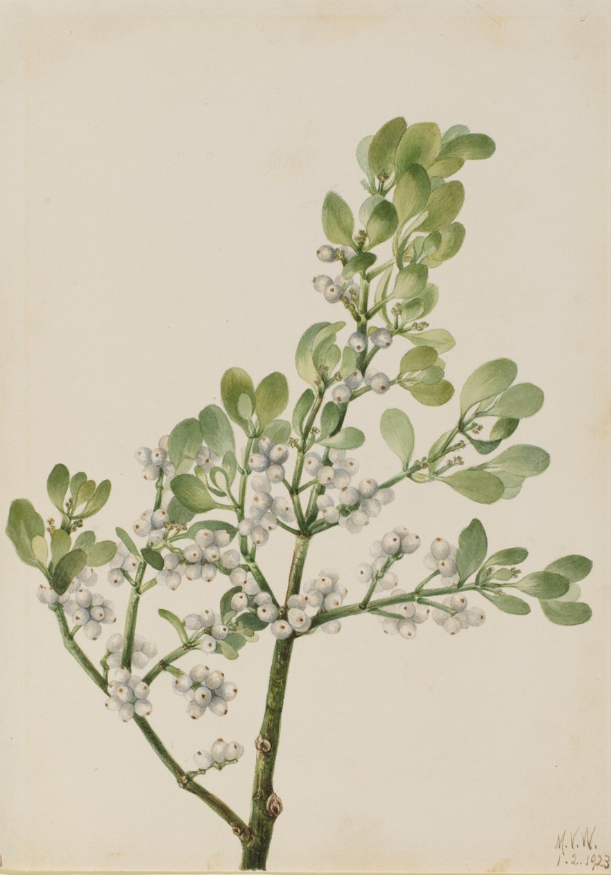 American Mistletoe Phoradendron flavescens ، 1923. بواسطة ماري فو والكوت