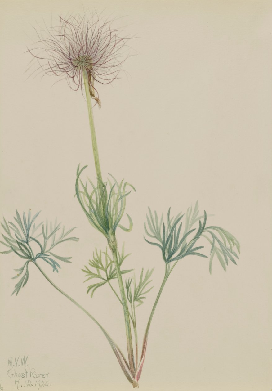 الزهرة الأمريكية Pulsatilla ludoviciana ، 1920. بواسطة ماري فو والكوت