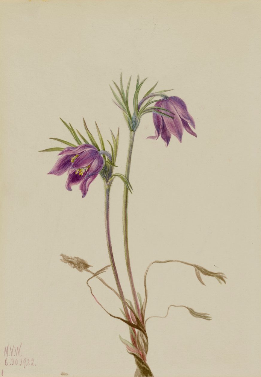 الزهرة الأمريكية Pulsatilla ludoviciana ، 1922. بواسطة ماري فو والكوت