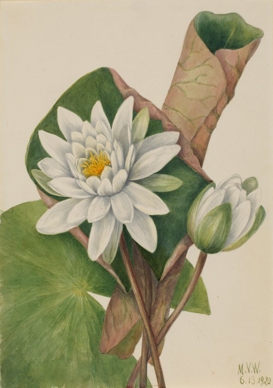 American Waterlily Castalia odorata ، 1920. بواسطة ماري فو والكوت