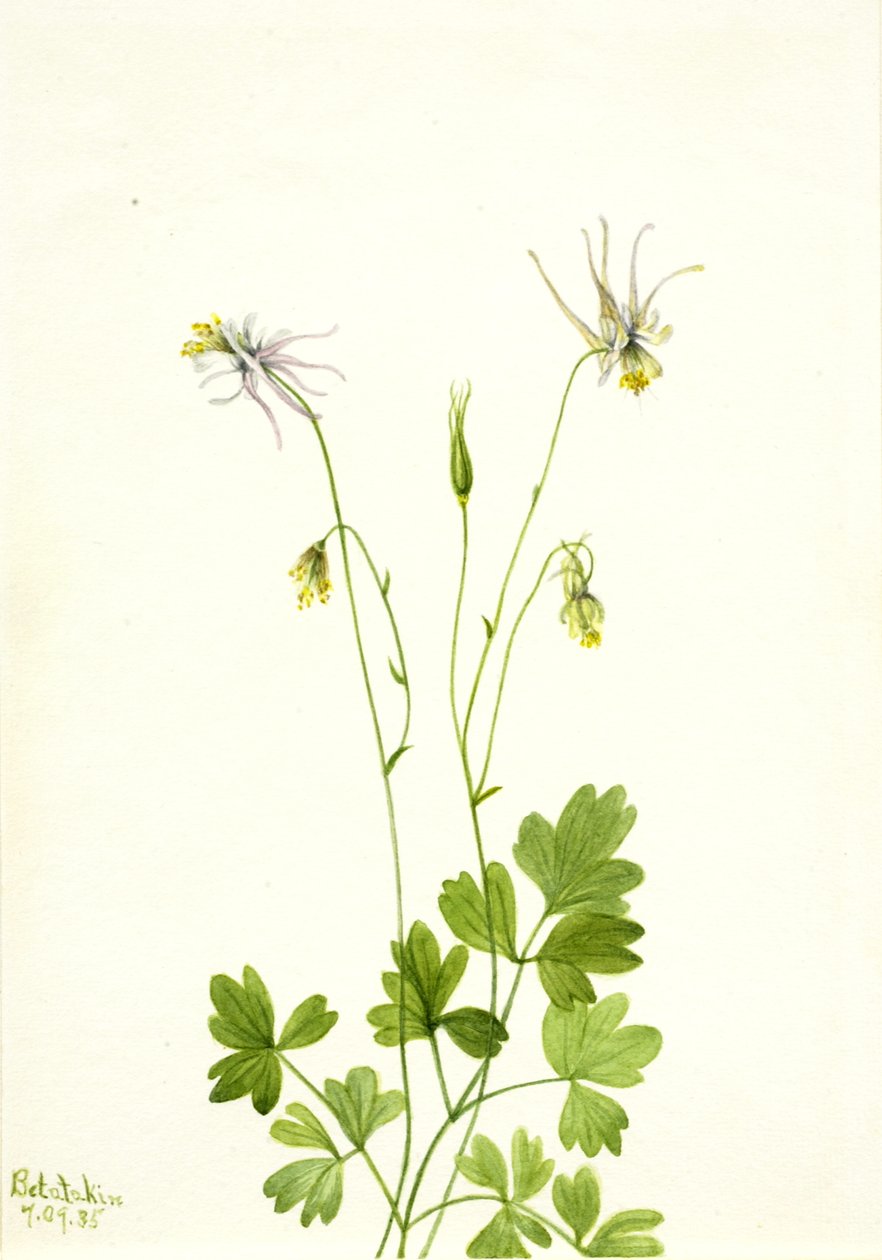 Aquilegia ecalcarata ، 1935. بواسطة ماري فو والكوت